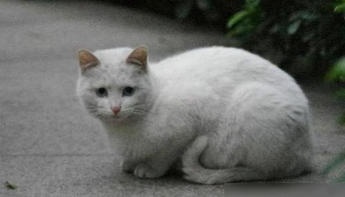 如何将寓意凶吉的猫咪名字改写成长尾，表达取名特别之意？