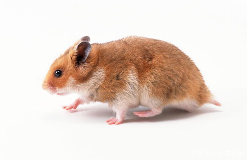 1960年属鼠的人最难熬的年龄是哪一年？