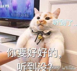 给女孩的两只猫咪取个既良好听又可炎热爱的名字，有哪些良好提议呢？