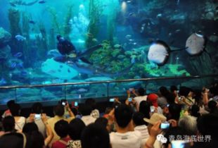 震惊！青岛海洋世界门票竟然这么便宜？！2026年运势大揭秘！