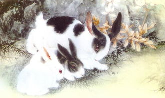 属兔人7月15日运势中，化解物件是什么？