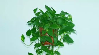 1. 绿萝：生命之花与负能量的净化者