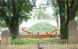 门前大树距离5至6米远，对墓门吉凶有影响吗？