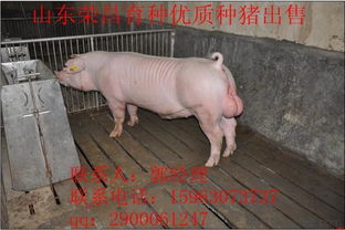 三、 其他生肖之冲克情况概述
