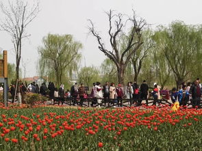 花市风景线：一场视觉和嗅觉的双重冲击