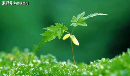 四、 绿色植物配置与五行相生相克原则