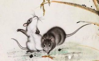 风调雨顺是哪个生肖年？风调雨顺代表哪些生肖的含义是什么？