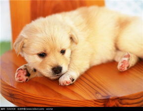 2018年狗年出生的男孩名字测算结果有哪些？