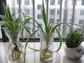 吊兰摆放在卧室里对风水有影响吗？