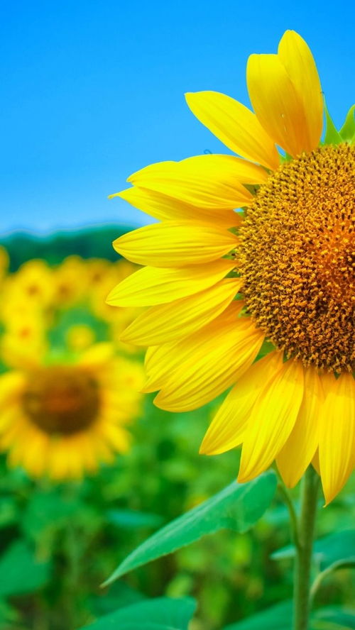 老人做梦看见小黄花，子女要当心！