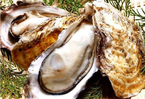 美食之旅：牡蛎盛宴与本地风味