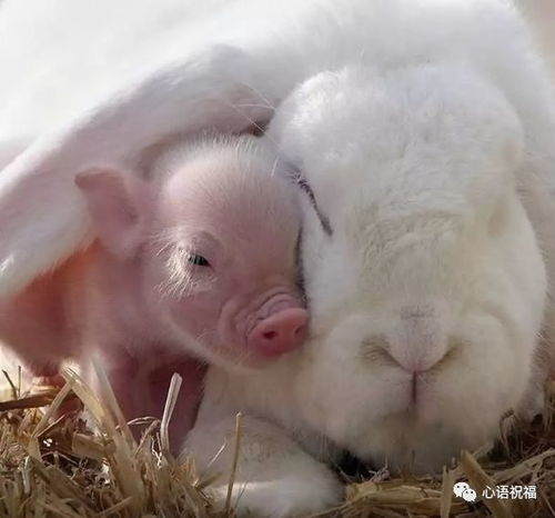 2026年属猪和属兔的7月结婚吉日，1月份可以改写为哪个长尾？