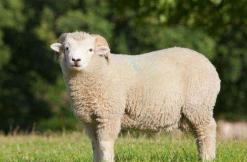 属羊人2026年多少岁？2026年属羊的人是哪一年出生的？