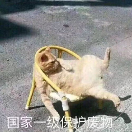 四、 额外福利待遇——DIY你的专属流浪者“烂”名指南（请勿模仿）