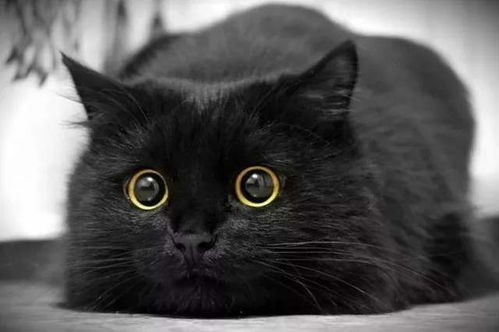 二、  黑猫灵性特质与镇宅、辟邪之功能解析