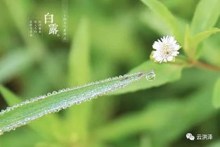 一、 白露节气的自然特征与生理影响