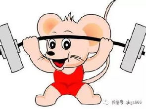 1984年正月出生的属鼠人，财运运势如何测算？