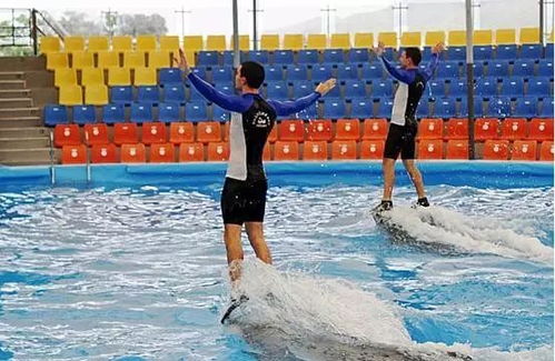 海豚表演千万不要错过！