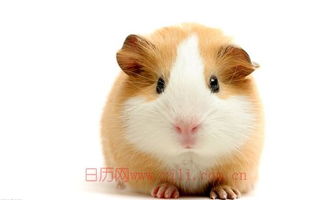 二、 各月份属鼠人命运详解（按农历顺序）