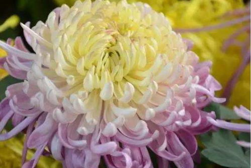 社畜の菊花职场物语