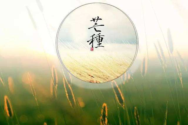 芒种节庆习俗的社会学阐释与文化隐喻