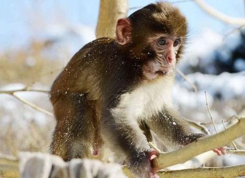 2026年属猴女性6月份财运如何？