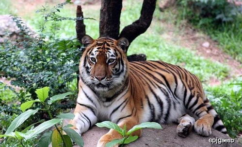 古代文化中的象征意义及当代反思