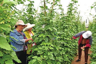金融民工の豆角诅咒