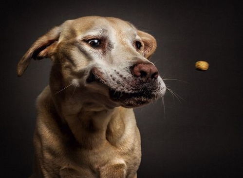 带狗狗看新房风水，狗狗被毒死，这房子风水真的有问题吗？