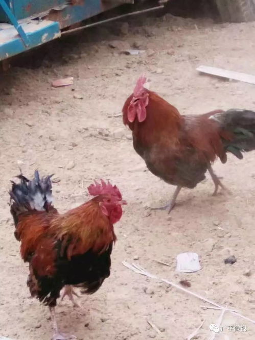 如何有效处理公鸡打架的情况？
