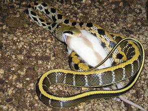 梦见被蛇追逐咬噬的寓意是什么？有没有什么特殊含义？