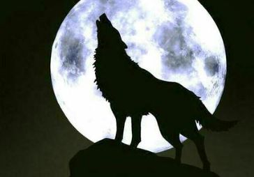 梦见狼咬自己与狼搏斗后成功逃走，这究竟是什么征兆？