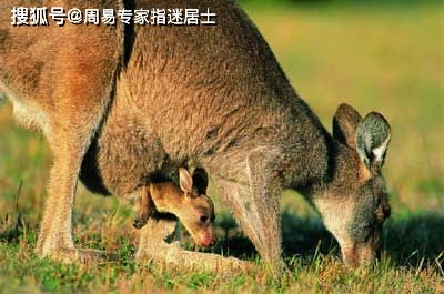 袋鼠生肖年是什么意思？袋鼠的生肖代表什么？