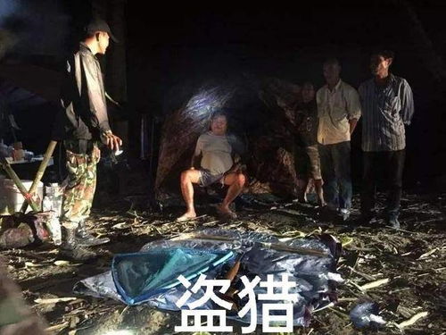 二二：夜半铃响背后的符号学意义