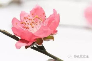 本命桃花位对感情运势的影响机制（评价性插入语）