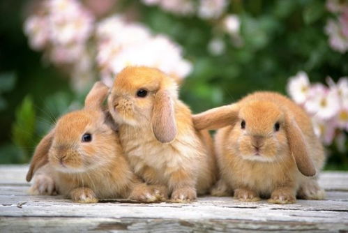 2026年属兔女性75年和51年出生的每月运势分别如何？