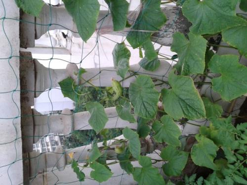 楼顶三角形风水解读，种爬藤植物对风水有影响吗？