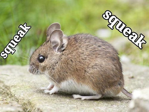 将鼠偷狗盗打一生肖，为哪个生肖长尾巴？