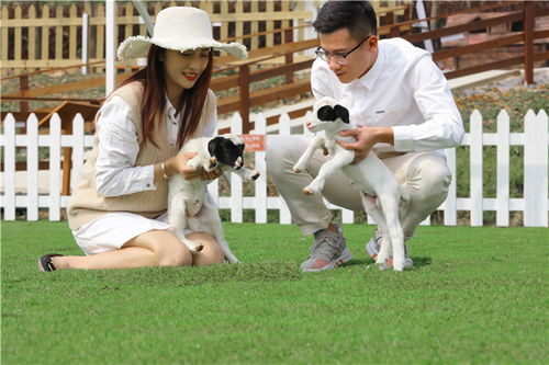 了解你的小羊：出生时间是关键