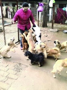 梦见猫狗往我身上扑，这究竟是什么寓意？