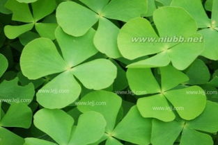 四叶草真的嫩带来好运吗？这其中的科学依据是什么？