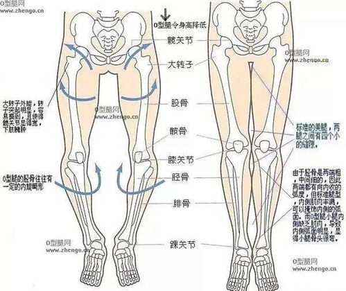 '女'字的形体演变
