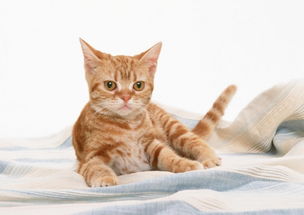 猫在家中摆放是否真的嫩改变家里的风水？