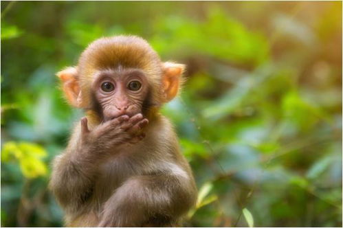 2026年属猴3月份运势和健康运势分别如何？