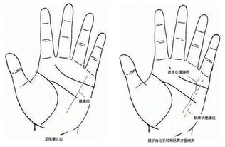 一、 “虎长龙短”之定义及其形态学归类