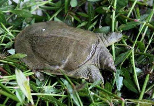 水鱼爬上岸后吉凶如何判断？有没有什么方法可以预测水鱼上岸的吉凶？