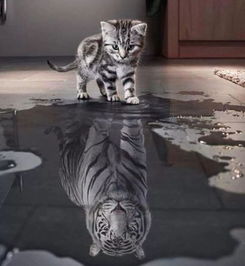 无毛猫：智商“扛把子”之称号背后的行为机制