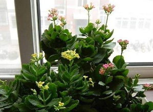 1.1 长寿花的象征意义与风水关联