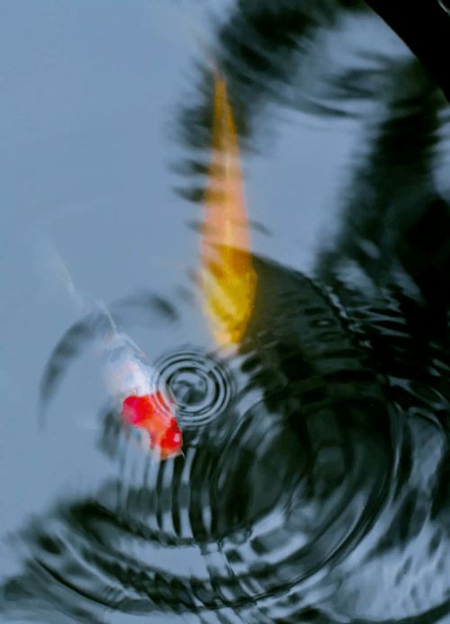 鹌鹑