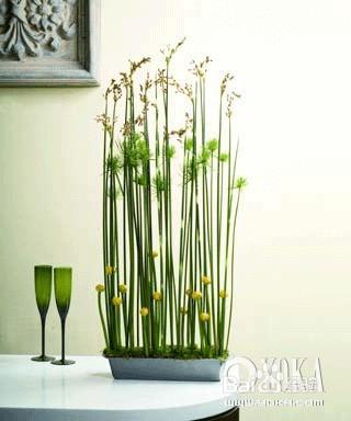 八、 针叶植物：尖刺能量与人际冲突的诱发